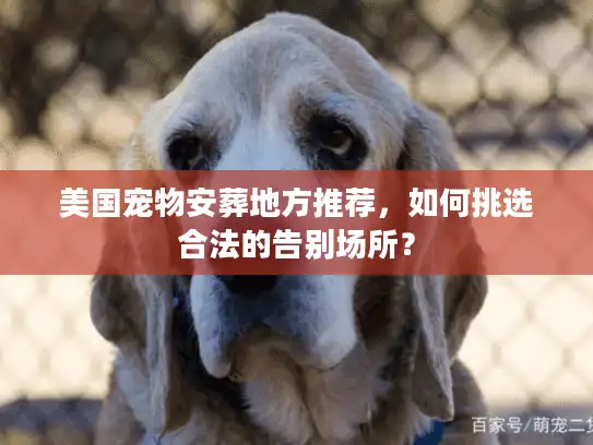 美国宠物安葬地方推荐，如何挑选合法的告别场所？