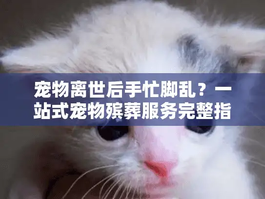 宠物离世后手忙脚乱？一站式宠物殡葬服务完整指南