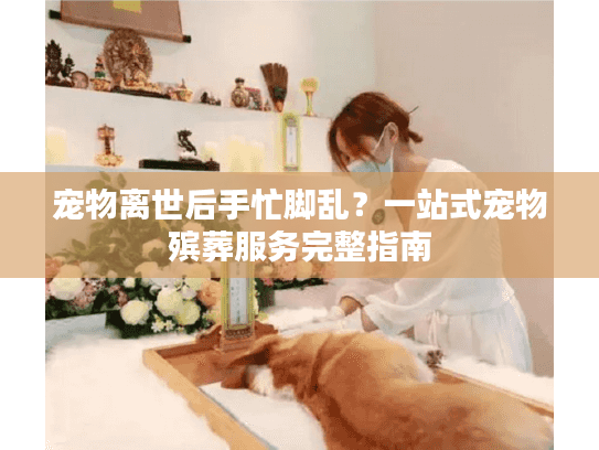 宠物离世后手忙脚乱？一站式宠物殡葬服务完整指南
