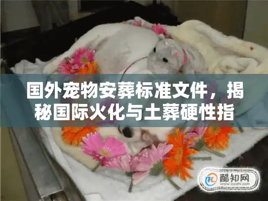 国外宠物安葬标准文件，揭秘国际火化与土葬硬性指标