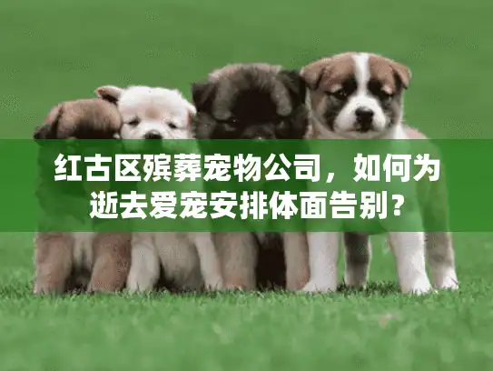 红古区殡葬宠物公司，如何为逝去爱宠安排体面告别？