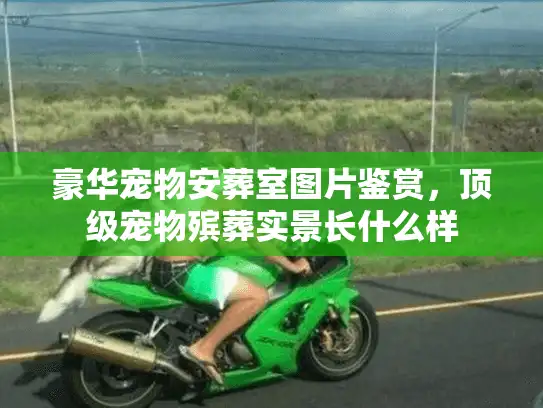 豪华宠物安葬室图片鉴赏，顶级宠物殡葬实景长什么样