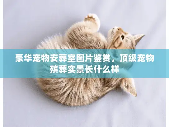 豪华宠物安葬室图片鉴赏，顶级宠物殡葬实景长什么样