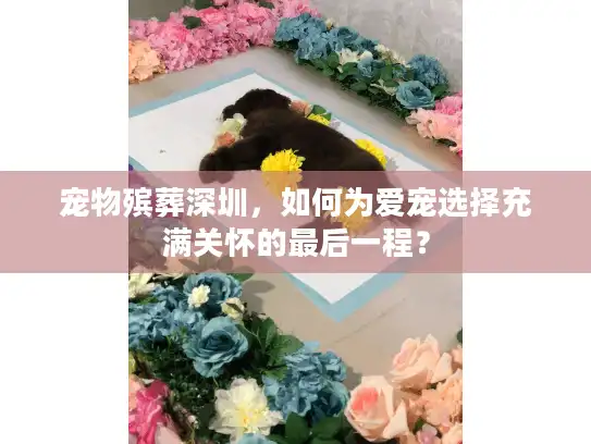 宠物殡葬深圳，如何为爱宠选择充满关怀的最后一程？