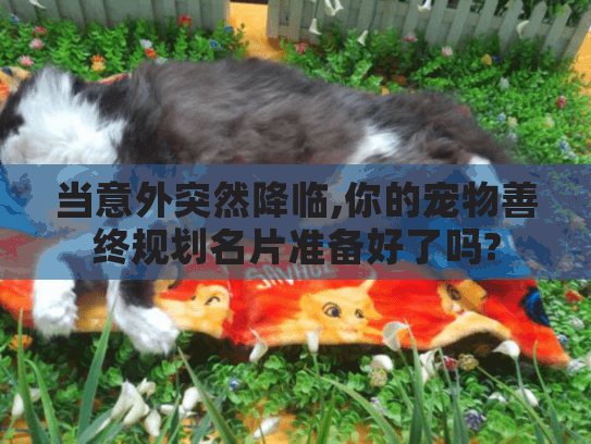 当意外突然降临,你的宠物善终规划名片准备好了吗? 当意外突然降临,你的宠物善终规划名片准备好了吗?