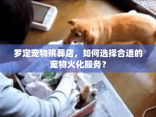 罗定宠物殡葬店，如何选择合适的宠物火化服务？