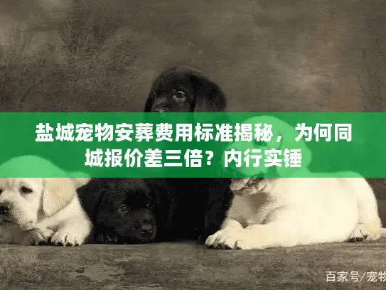 盐城宠物安葬费用标准揭秘,为何同城报价差三倍?内行实锤 盐城宠物安葬费用标准揭秘,为何同城报价差三倍?内行实锤