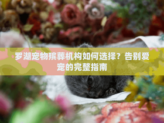 罗湖宠物殡葬机构如何选择？告别爱宠的完整指南