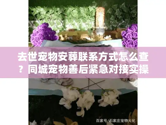 去世宠物安葬联系方式怎么查？同城宠物善后紧急对接实操