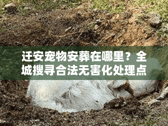迁安宠物安葬在哪里？全城搜寻合法无害化处理点与告别流程