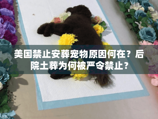 美国禁止安葬宠物原因何在？后院土葬为何被严令禁止？