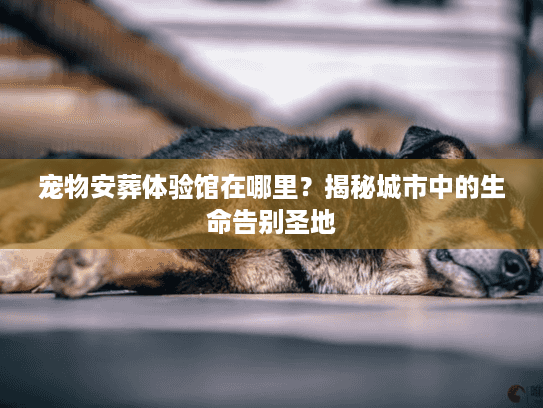 宠物安葬体验馆在哪里？揭秘城市中的生命告别圣地