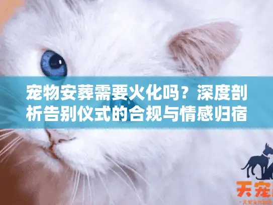 宠物安葬需要火化吗？深度剖析告别仪式的合规与情感归宿