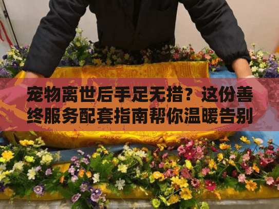 宠物离世后手足无措？这份善终服务配套指南帮你温暖告别