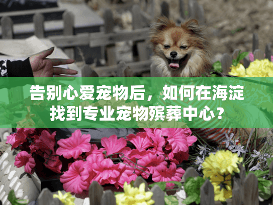 告别心爱宠物后，如何在海淀找到专业宠物殡葬中心？