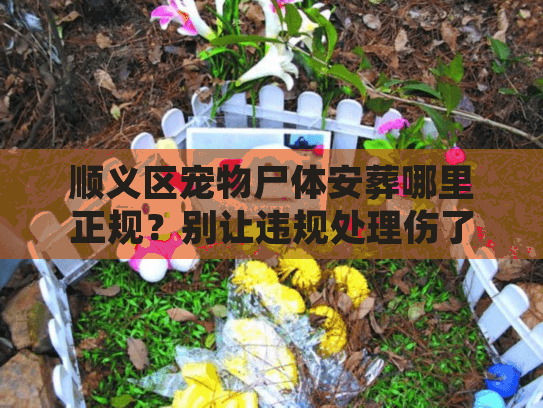 顺义区宠物尸体安葬哪里正规？别让违规处理伤了心