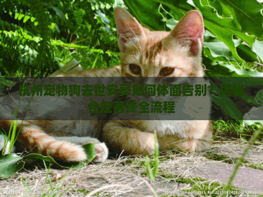 杭州宠物狗去世安葬如何体面告别?揭秘合规善终全流程 杭州宠物狗去世安葬如何体面告别?揭秘合规善终全流程