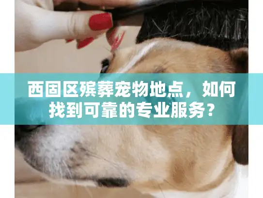 西固区殡葬宠物地点，如何找到可靠的专业服务？