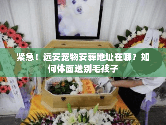紧急！远安宠物安葬地址在哪？如何体面送别毛孩子