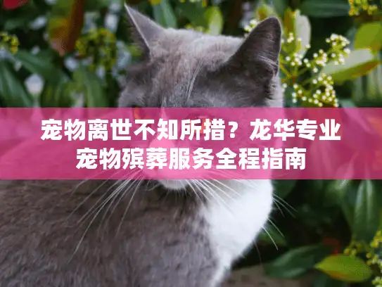 宠物离世不知所措？龙华专业宠物殡葬服务全程指南