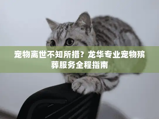宠物离世不知所措？龙华专业宠物殡葬服务全程指南