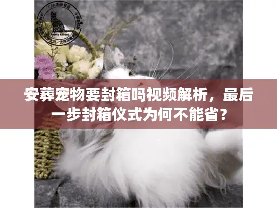 安葬宠物要封箱吗视频解析,最后一步封箱仪式为何不能省? 安葬宠物要封箱吗视频解析,最后一步封箱仪式为何不能省?