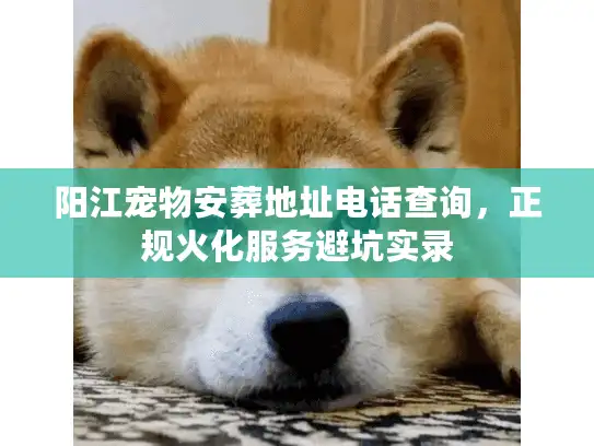阳江宠物安葬地址电话查询，正规火化服务避坑实录