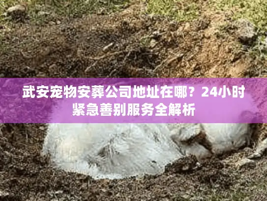 武安宠物安葬公司地址在哪？24小时紧急善别服务全解析