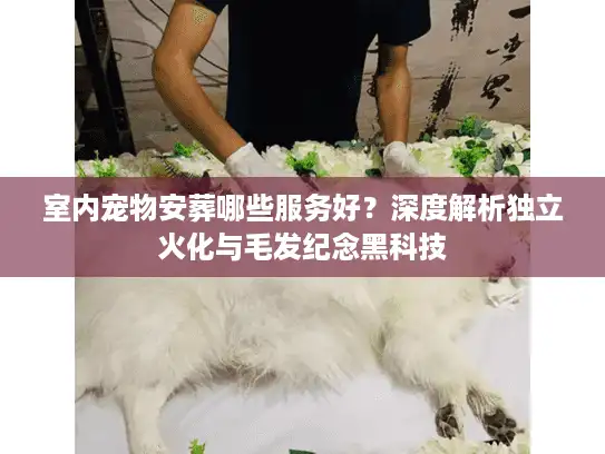 室内宠物安葬哪些服务好？深度解析独立火化与毛发纪念黑科技