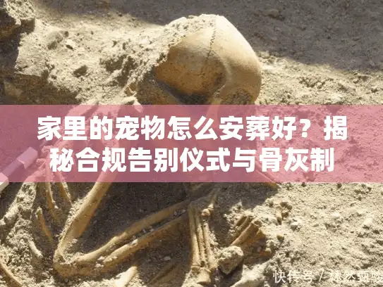 家里的宠物怎么安葬好？揭秘合规告别仪式与骨灰制作内幕