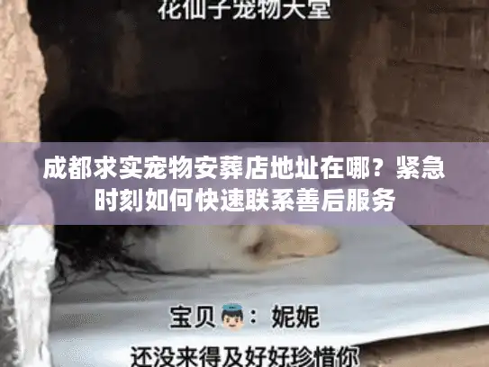 成都求实宠物安葬店地址在哪？紧急时刻如何快速联系善后服务