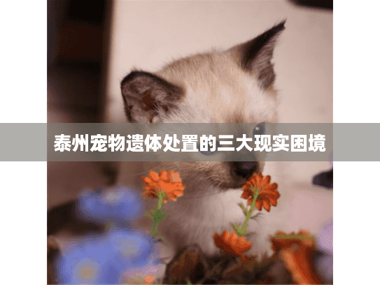 泰州宠物遗体处置的三大现实困境 泰州宠物遗体处置的三大现实困境