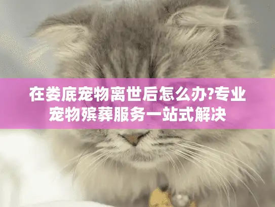 在娄底宠物离世后怎么办?专业宠物殡葬服务一站式解决