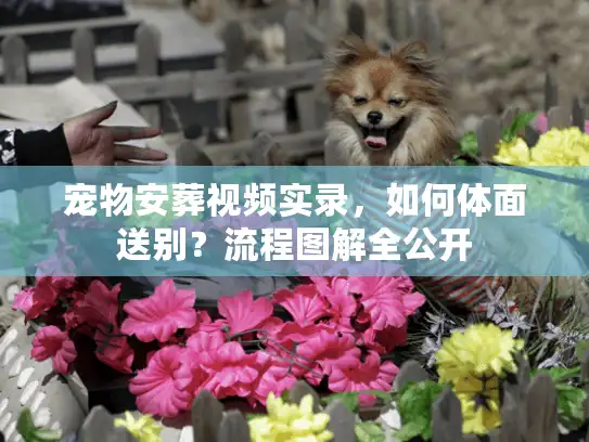宠物安葬视频实录,如何体面送别?流程图解全公开 宠物安葬视频实录,如何体面送别?流程图解全公开