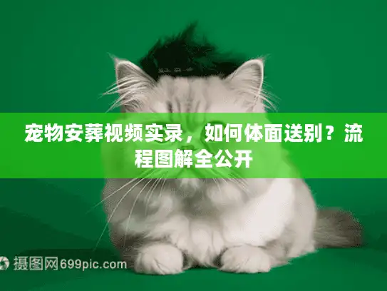 宠物安葬视频实录,如何体面送别?流程图解全公开 宠物安葬视频实录,如何体面送别?流程图解全公开