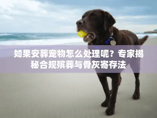 如果安葬宠物怎么处理呢?专家揭秘合规殡葬与骨灰寄存法 如果安葬宠物怎么处理呢?专家揭秘合规殡葬与骨灰寄存法