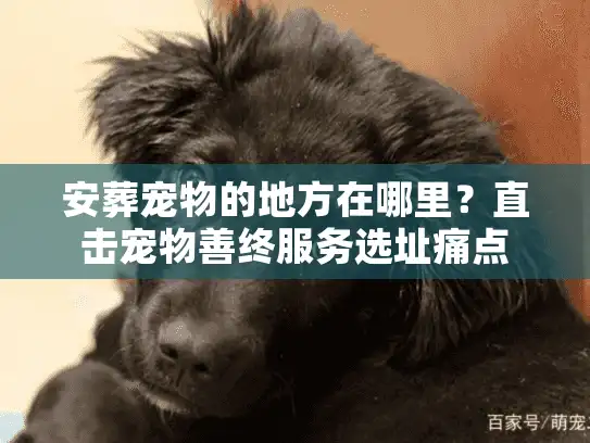 安葬宠物的地方在哪里?直击宠物善终服务选址痛点 安葬宠物的地方在哪里?直击宠物善终服务选址痛点