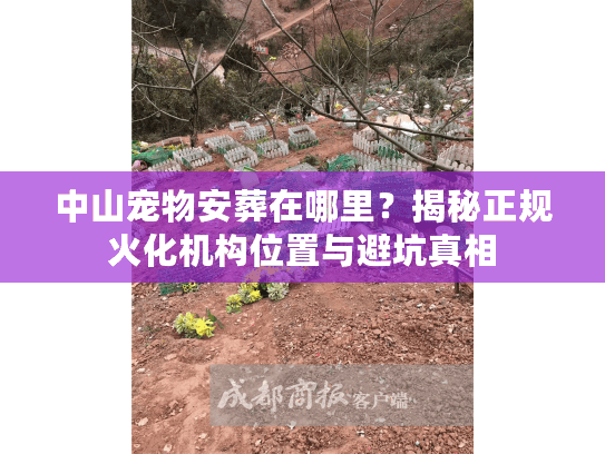 中山宠物安葬在哪里？揭秘正规火化机构位置与避坑真相