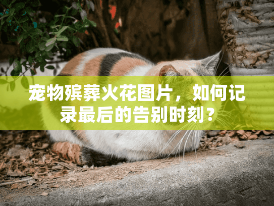 宠物殡葬火花图片，如何记录最后的告别时刻？