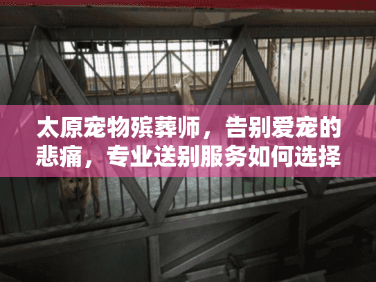 太原宠物殡葬师,告别爱宠的悲痛,专业送别服务如何选择? 太原宠物殡葬师,告别爱宠的悲痛,专业送别服务如何选择?
