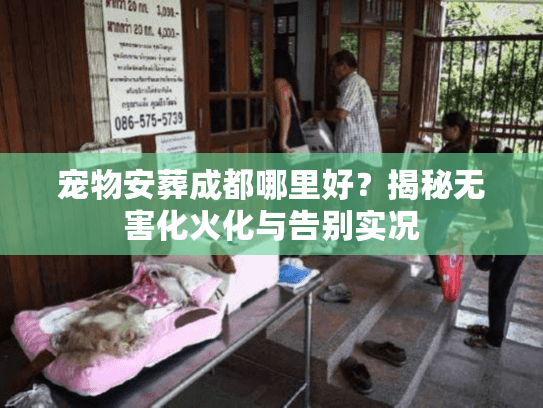 宠物安葬成都哪里好？揭秘无害化火化与告别实况