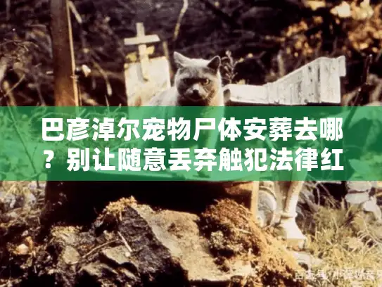 巴彦淖尔宠物尸体安葬去哪?别让随意丢弃触犯法律红线 巴彦淖尔宠物尸体安葬去哪?别让随意丢弃触犯法律红线