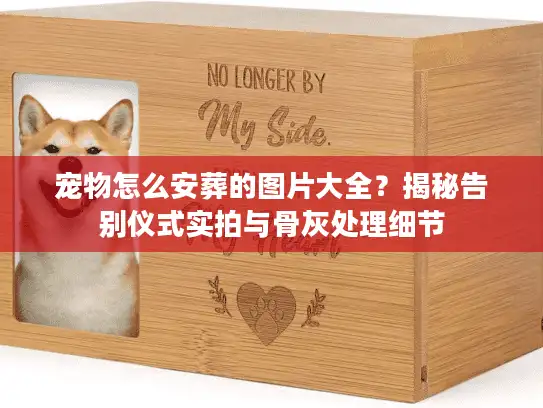 宠物怎么安葬的图片大全？揭秘告别仪式实拍与骨灰处理细节