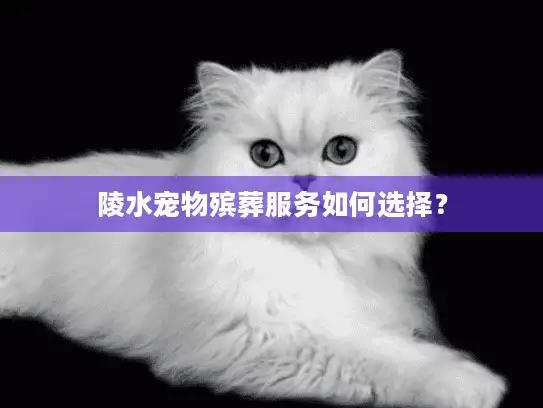 陵水宠物殡葬服务如何选择？