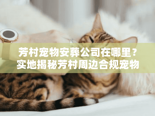 芳村宠物安葬公司在哪里？实地揭秘芳村周边合规宠物善后地图