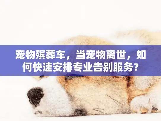 宠物殡葬车，当宠物离世，如何快速安排专业告别服务？