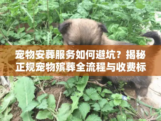 宠物安葬服务如何避坑？揭秘正规宠物殡葬全流程与收费标准