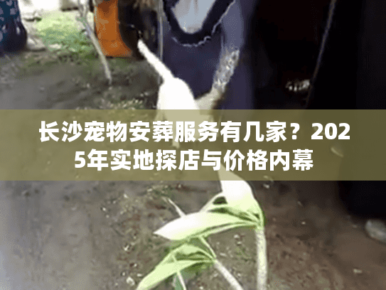 长沙宠物安葬服务有几家？2025年实地探店与价格内幕