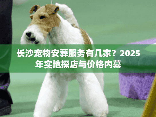 长沙宠物安葬服务有几家？2025年实地探店与价格内幕