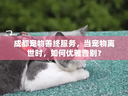 成都宠物善终服务，当宠物离世时，如何优雅告别？